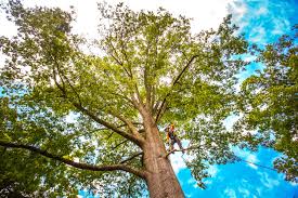 Mulching Services in Framingham, MA