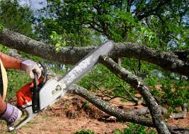 How Our Tree Care Process Works  in  Framingham, MA