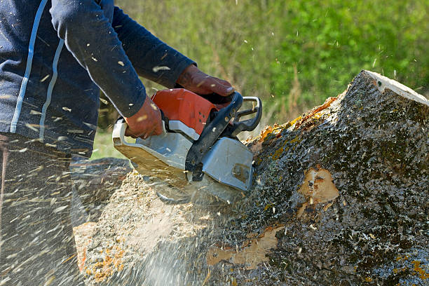  Framingham, MA Tree Removal Pros